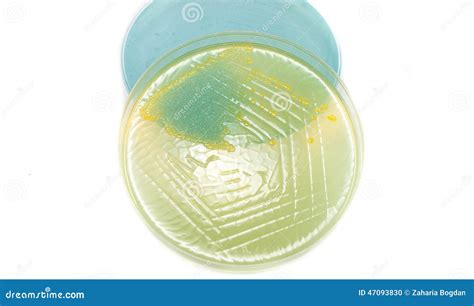 Escherichia Coli Bacteria On Cled Agar Petri Dish Isolated On White ...