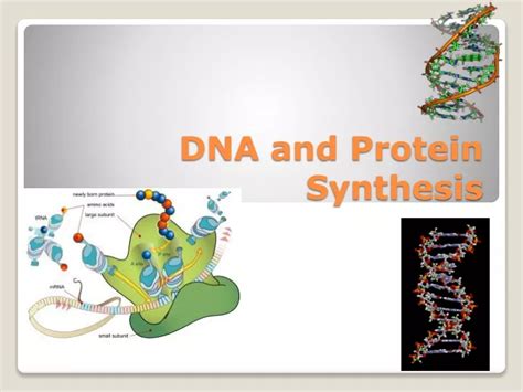 Ppt Dna And Protein Synthesis Powerpoint Presentation Free Download Id 9704588