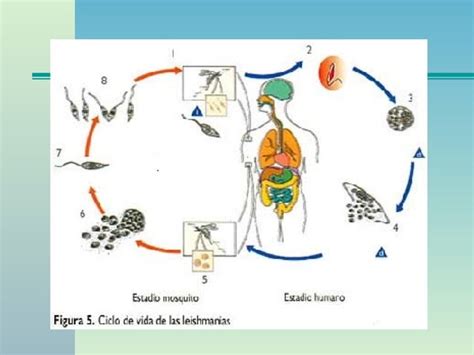 Leishmaniasis 2 Power Point Ppt Descarga Gratuita