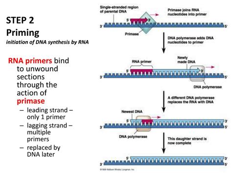 Ppt Dna Replication And Repair Powerpoint Presentation Free Download Id 1984642