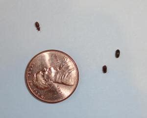 What Are The Tiny Black Bugs In My House Uk Psoriasisguru