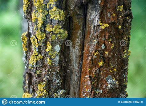 The Texture Of The Trunk Of A Birch Close Up In The Woods Stock Photo