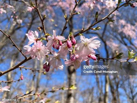 1,317 Weeping Cherry Blossom Tree Stock Photos, High-Res Pictures, and ...