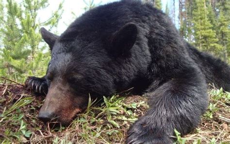 Black Bear Hunting In Canada For Non Residential Alphadog Outdoors