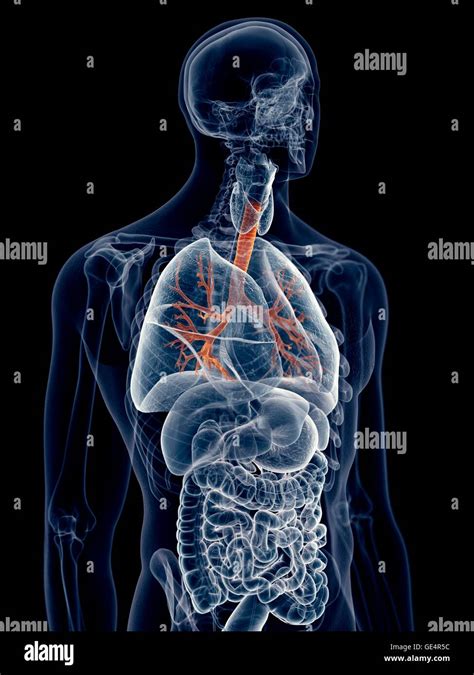 Lung bronchi hi-res stock photography and images - Alamy