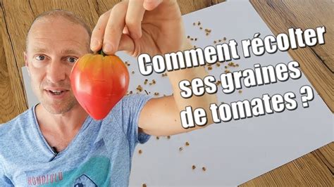 Comment récolter ses graines de tomates TUTO YouTube