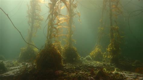 Los Impactantes Bosques Sumergidos De Ushuaia En Peligro De Extinci N