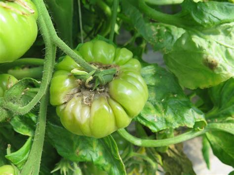 A Refresher on Diseases to Monitor in Greenhouse Tomatoes - Greenhouse ...