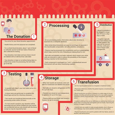 blood path infographic  behance