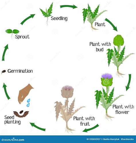 Artichoke Growing Stages at Melva Duran blog