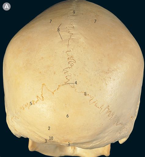 Diagram Of POSTERIOR VIEW OF SKULL Quizlet