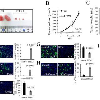 Pitx Inhibits Tumor Growth In Vivo A Photograph Of Subcutaneous