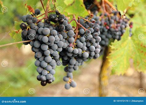 Cabernet Franc Black Grapes Stock Photo - Image of grow, fruit: 101972170