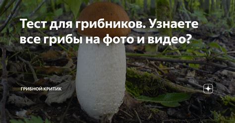 Тест для грибников. Узнаете все грибы на фото и видео? | грибной критик ...
