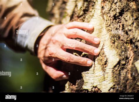 La Main Dun Homme Touche Le Tronc De Larbre De Près Bois Décorce