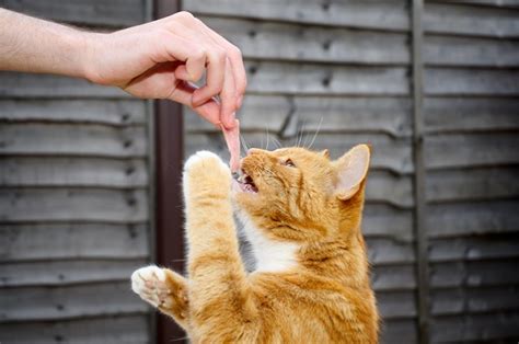 Gato Pode Comer Presunto Descubra Se Permitido Petlove