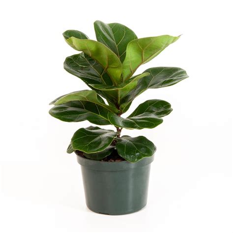 Ficus Lyrata Fiddle Leaf Fig In In Grower Pot The Home Depot