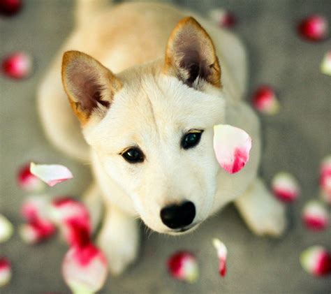 Free Dog Wallpapers - Wallpaper Cave