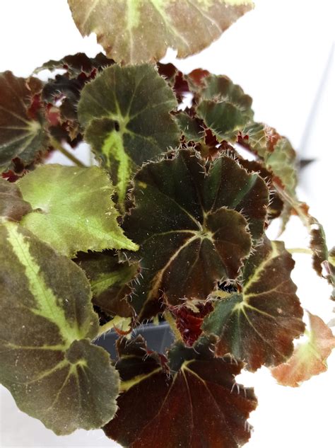 Details 100 Picture Begonia Rex Hibrida Abzlocal Mx