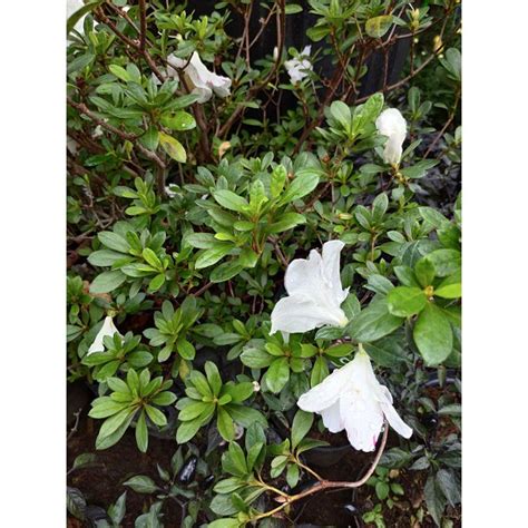 Jual Azalea Putih Bunga Tanaman Hias Bunga Saliyah Tanaman Minim Order