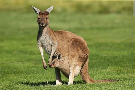 Khám Phá 10 điều Thú Vị Về Chuột Túi Kangaroo Vietravel