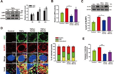 Figure 2 From Inhibition Of Immunoproteasome Attenuates NLRP3