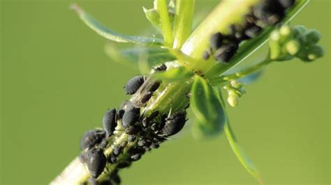 Huerto urbano Elimina el pulgón de tus plantas con este remedio casero