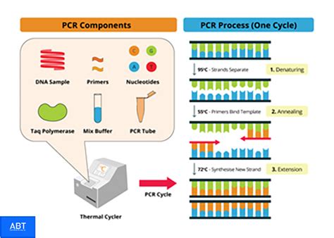 Xét Nghiệm Pcr Là Gì Và Các Ứng Dụng Trong Chẩn đoán Y Học