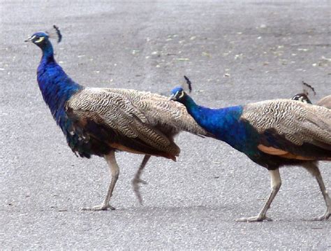 Peacocks Crossing The Road Photos Taken At The Grounds For… Flickr