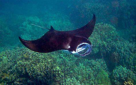 Mantarraya Informaci N Y Caracter Sticas