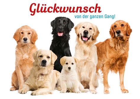 Unterlassen Sie Vorurteil Charakter Gl Ckwunschkarte Hund Umstritten