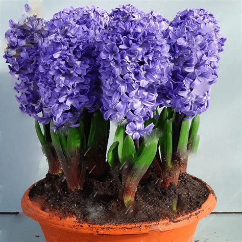 50pcs Blue Hyacinthus Orientalis Bonsai Jardin Hyacinth Potted Indoor