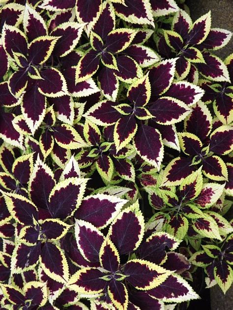 Coleus Tanaman Daun Daun Foto Gratis Di Pixabay Pixabay