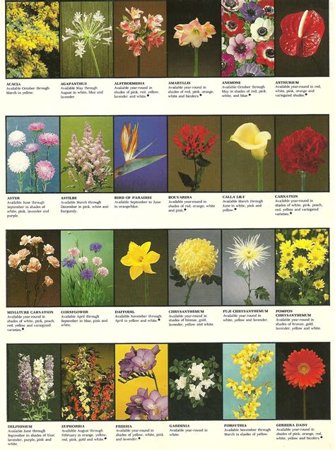 Imagenes De Flores Con Sus Nombres Imagui