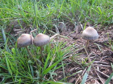 Panaeolus Cinctulus Detailed Information Photos Videos