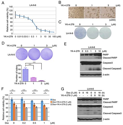 ews fli  rna helicase  interaction inhibitor yk   inhibits