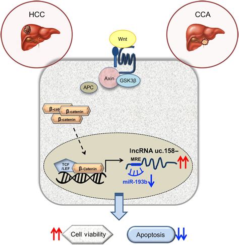 Novel Lncrna T Ucr As A Potential Downstream Driver Of The Wnt β