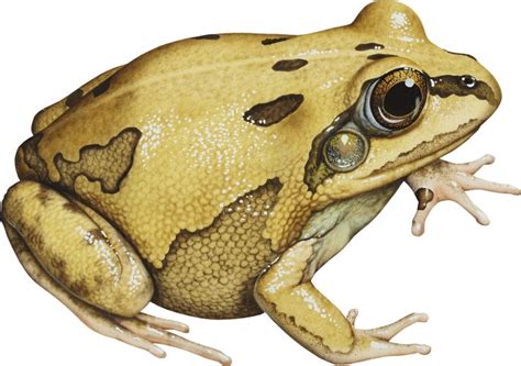 20 Aussie frogs you need to know about - Australian Geographic | Frog ...