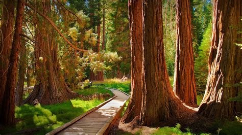 Fairyland, Big Tree Trail in Sequoia National Park, California, USA ...