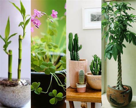 Cambia Tu Vida Las Mejores Plantas Para Conseguir Buena Suerte Plantas