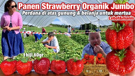 Perdana Panen Strawberry Organic Jumbo Manis Beratap Plastik Youtube