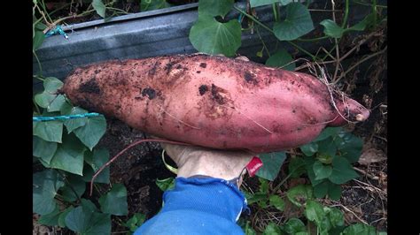 Grow Sweet Potato From Potato To Slips To Plants To Harvest Youtube