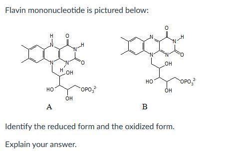 Solved Flavin mononucleotide is pictured below: Identify the | Chegg.com