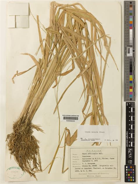 Oryza Minuta J Presl Plants Of The World Online Kew Science