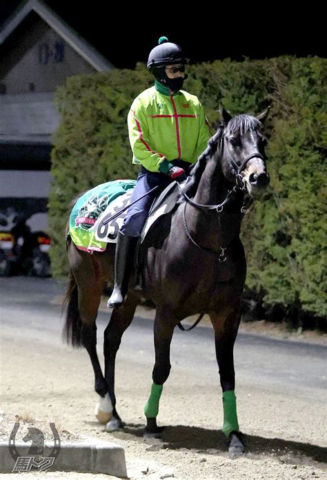 エンペラーワケア 競走馬詳細 Umatoku 馬トク