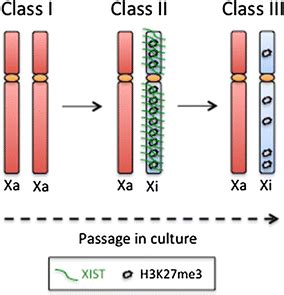 Variations In X Chromosome Inactivation Status In Hesc Lines During