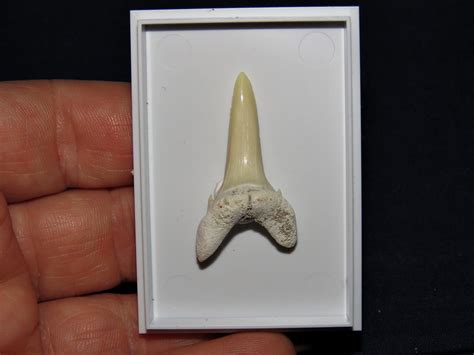 Eocene Striatolamia Macrota Shark Teeth 38