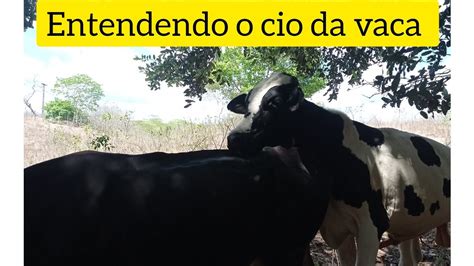 Entendendo O Cio Da Vaca Pecuaria Agriculturafamiliar YouTube