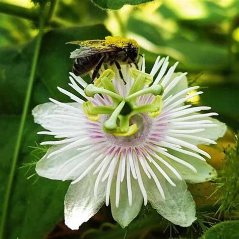 Passiflora Foetida Running Pop Stinking Passion Flower Etsy