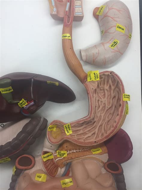 Digestive Diagram Quizlet